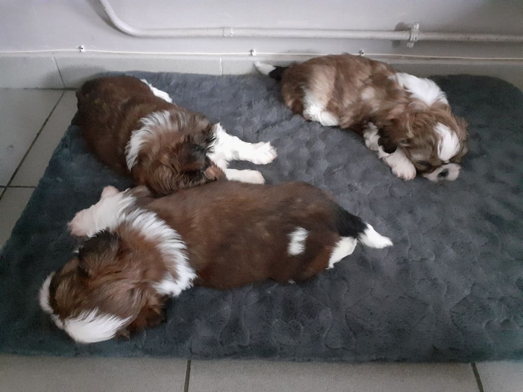 Au Royaume Des Géraniums - Shih Tzu - Portée née le 04/11/2019