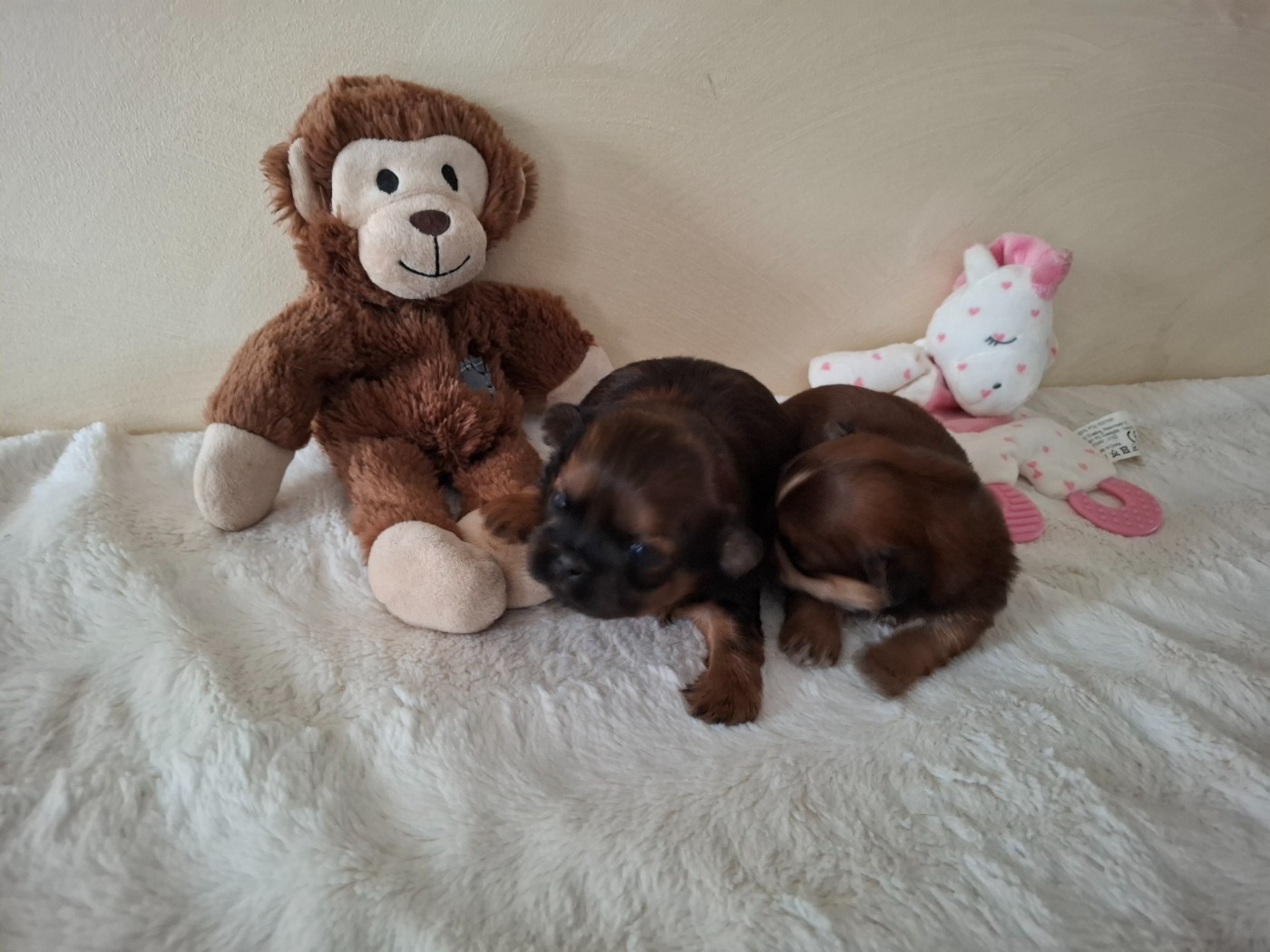 Chiot Shih Tzu Au Royaume Des Géraniums