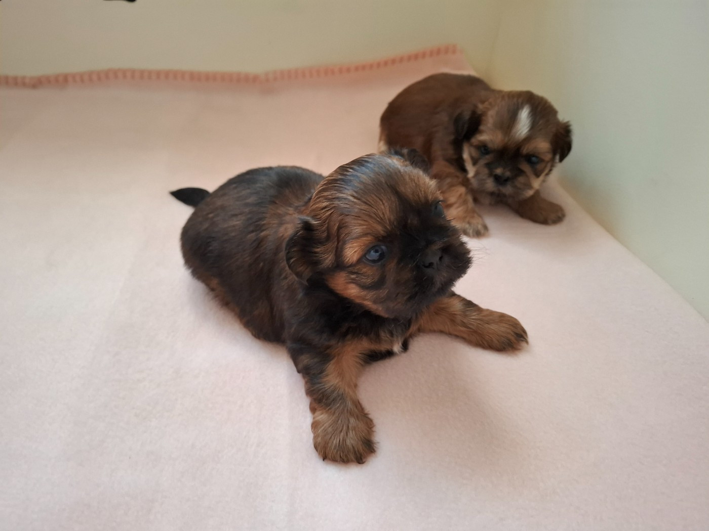 Chiot Shih Tzu Au Royaume Des Géraniums