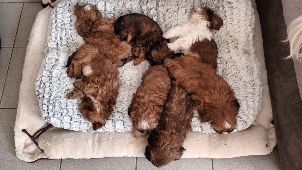 Chiot Shih Tzu Au Royaume Des Géraniums